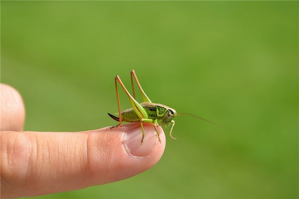 梦见蝗虫