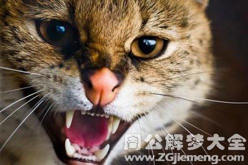 梦见一只野猫很凶 要攻击我 