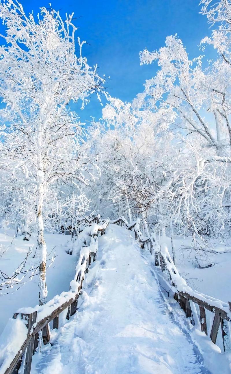 作品名称：梦见地上白雪